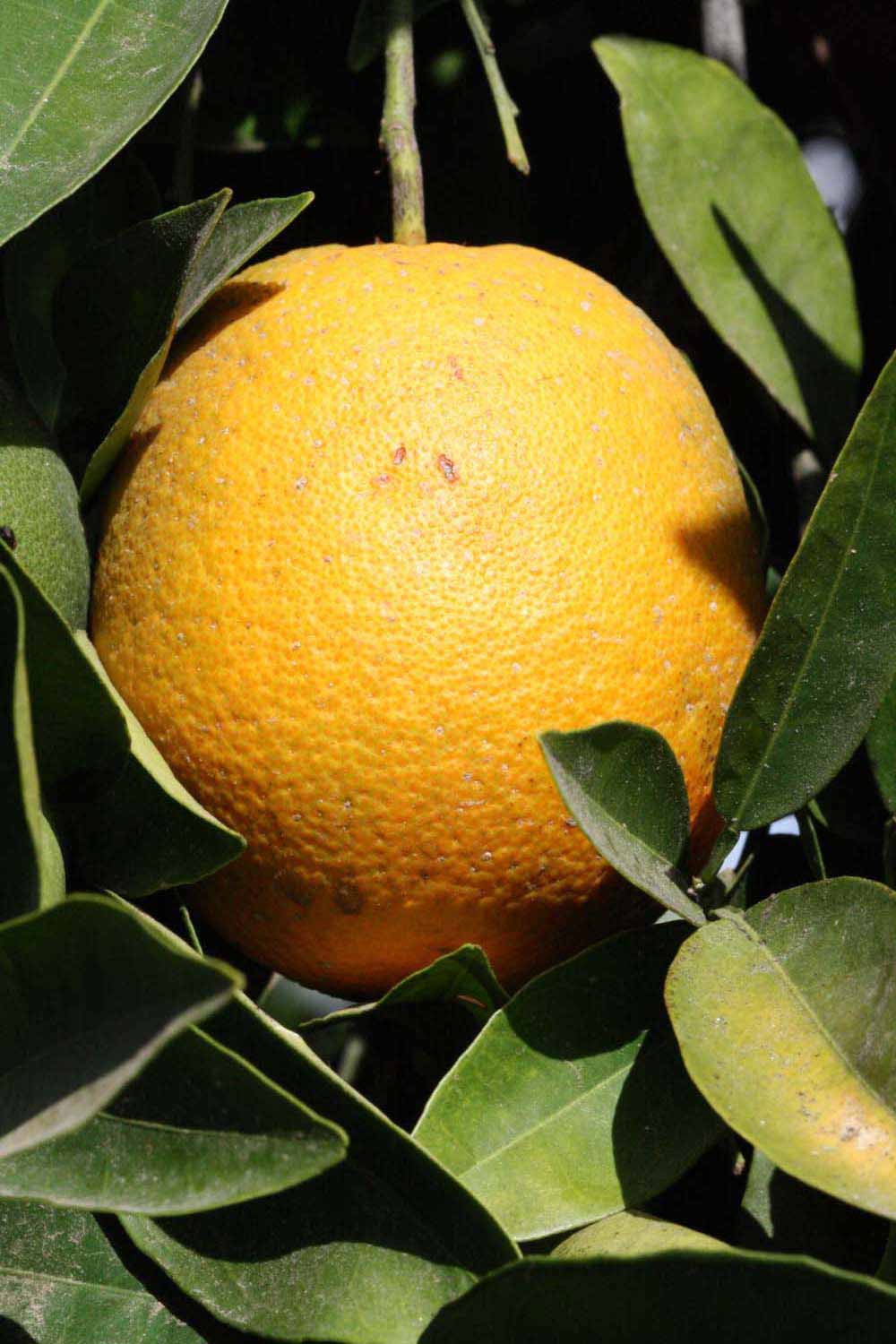            Fruit (Riverside, CA)   